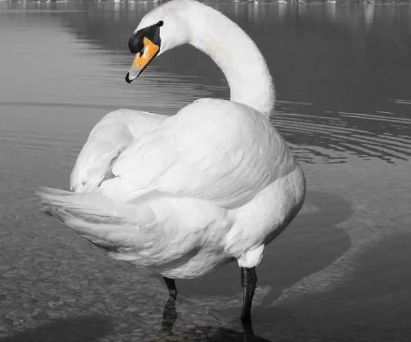 Traunseeferien * Altmünster